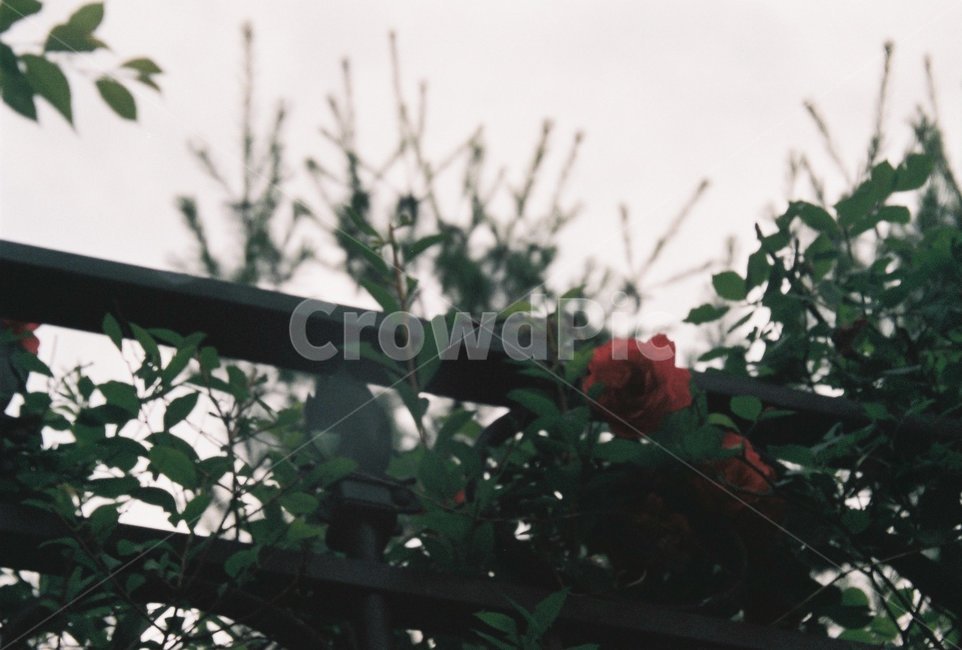 plant,식물,자연,꽃,장미,rose,flower,식물,자연,plants,nature,꽃,flower