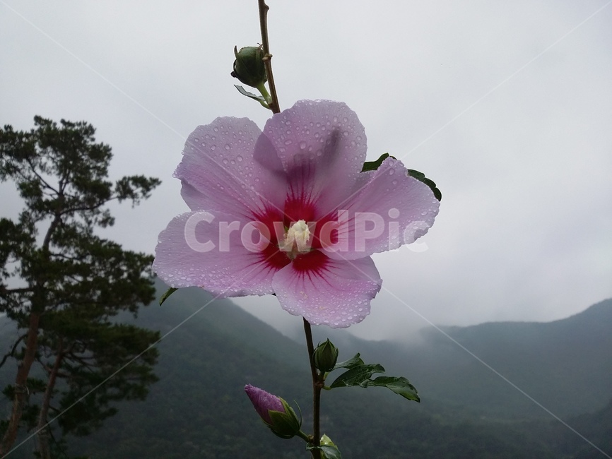 꽃,식물,plant,flower,무궁화,무궁화꽃,자연,식물,자연,plants,nature,꽃,flower