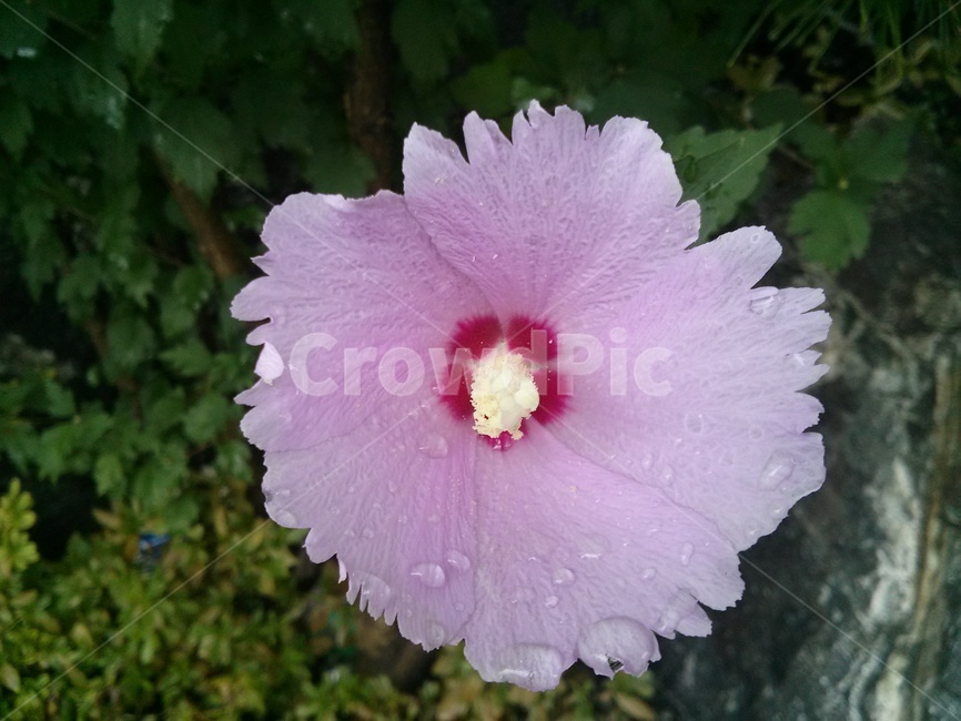 무궁화,식물,plant,꽃,blossom,flower,단심계,홍단심계,잎,leaf,빗방울,raindrop,hibiscus,mugunghwa,roseofsharon,히비스커스,분홍색,pink
