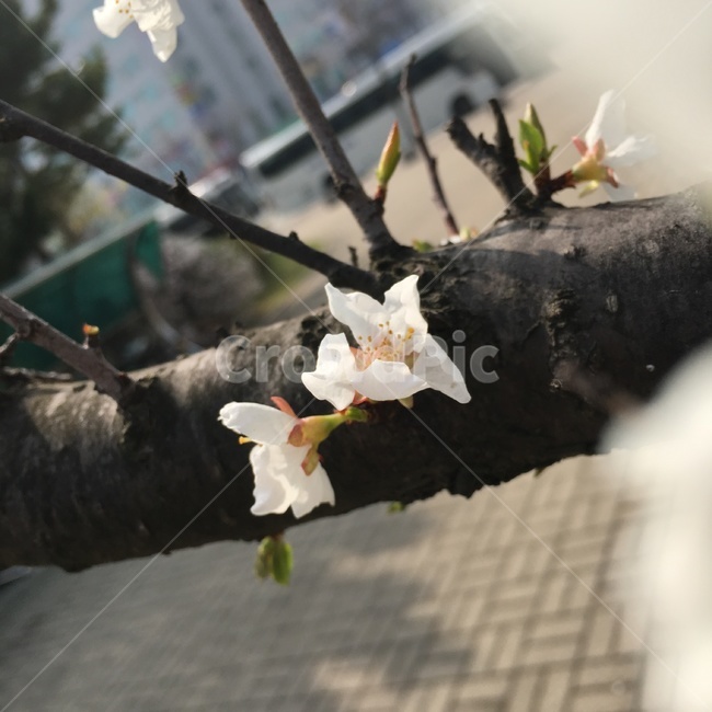 꽃,봄,봄꽃,흰색,식물,나무,자연,봄,계절,spring,season,식물,자연,plants,nature,꽃,flower,plant,blossom,petal,꽃잎