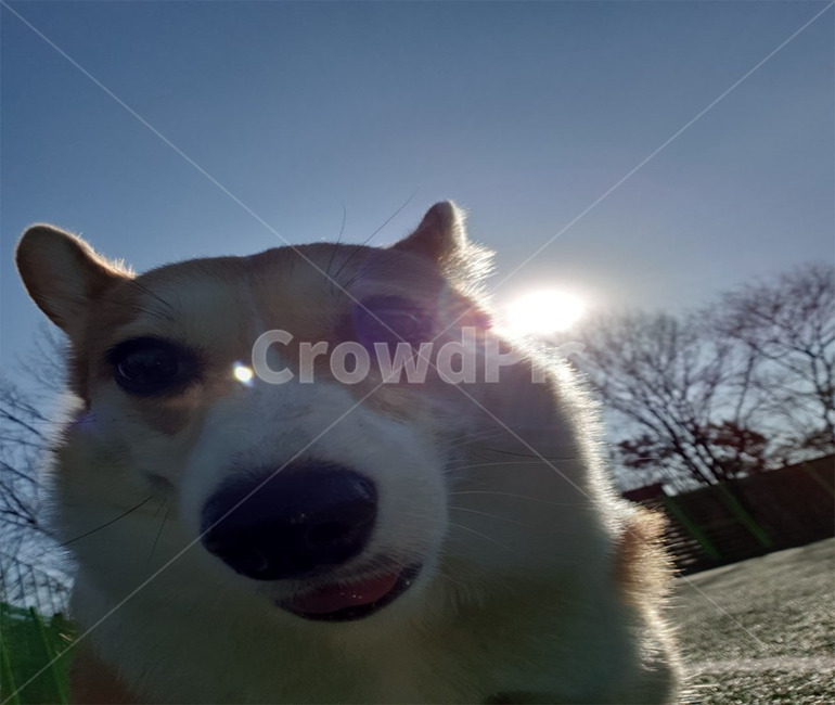 아토,강아지,멍뭉,멍멍,산책,ato,puppy,pup,동물,animal,포유류,mammal,개,강아지,dog,doggy