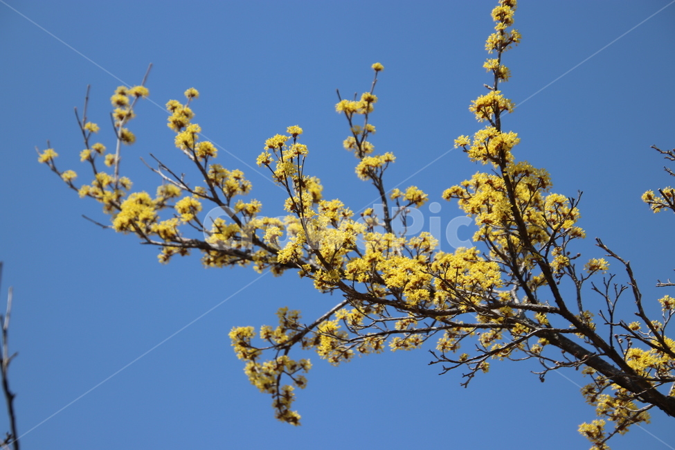 나무,꽃,산수유,봄,노란색,식물,자연,plants,nature,꽃,flower