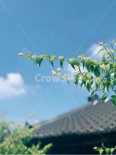 하늘,꽃,구름,자연,여름,식물,자연,plants,nature