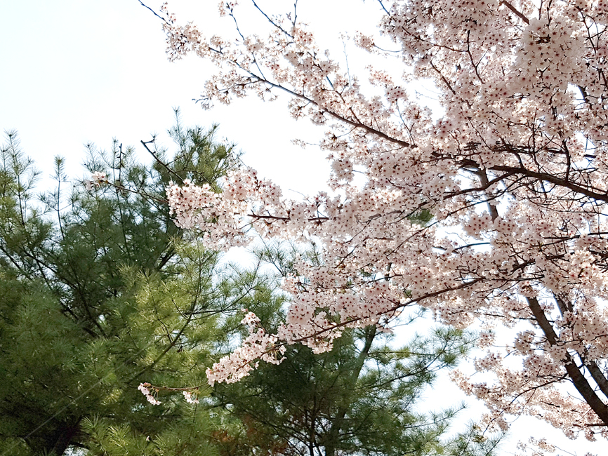 벚꽃,봄,꽃,식물,cherryblossoms,꽃배경,예쁜꽃