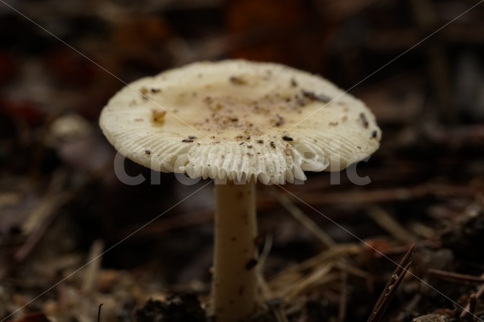 버섯,식물,자연,야채,과일,열매,mushroom,산,산길,나뭇가지,등산,산책,땅,흙,한국자연,한국의자연,snap,snapshot,스냅,스냅사진,스넵,스넵사진,풍경,landscape,시골,country,식물,자연,plants,nature