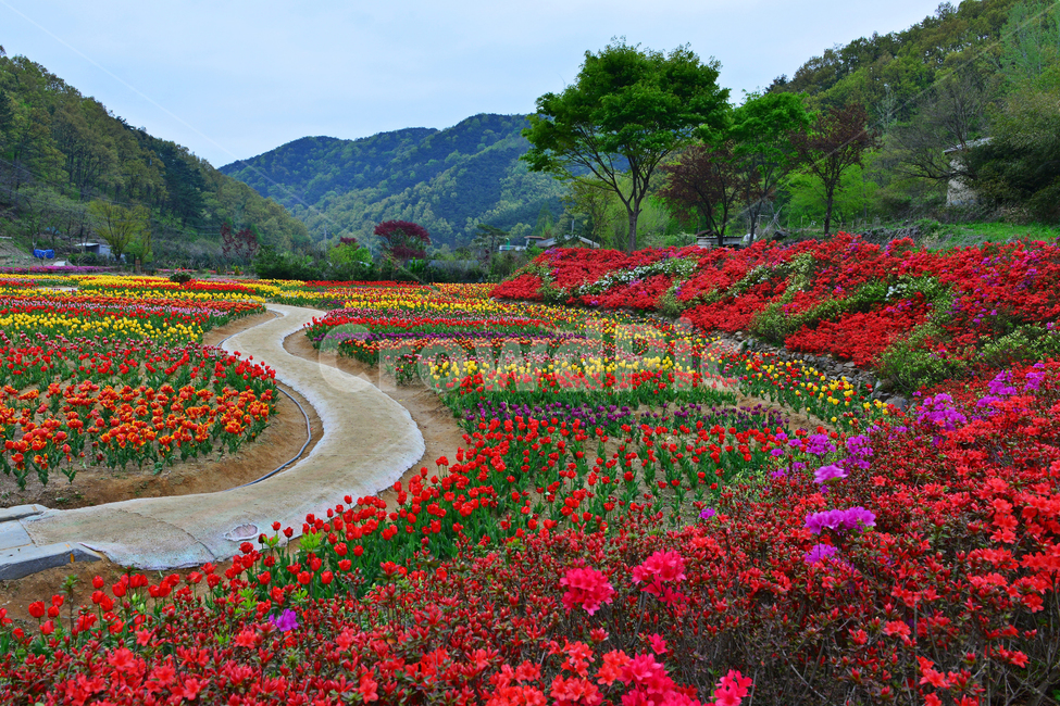 무등산,동적골,튤립축제,철쭉,노랑,빨강,봄,계절,패턴,tulip,튤립,plant,식물,blossom,flower,꽃,자연,풍경,nature,landscape