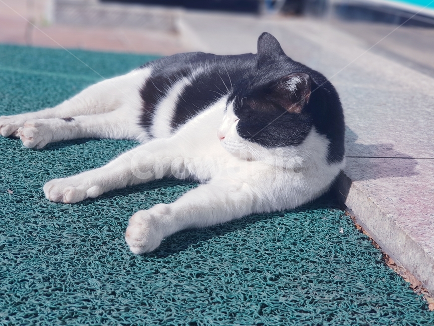 고양이,나른함,낮잠,길고양이,얼룩무늬