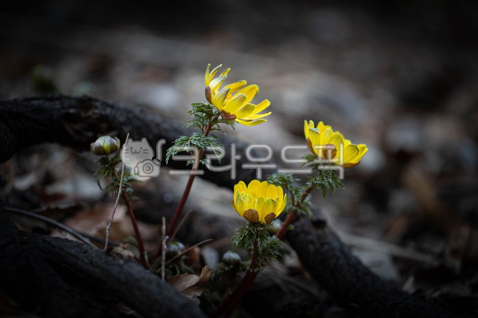 꽃잎,flower,야생화,복수초,봄꽃,daisy