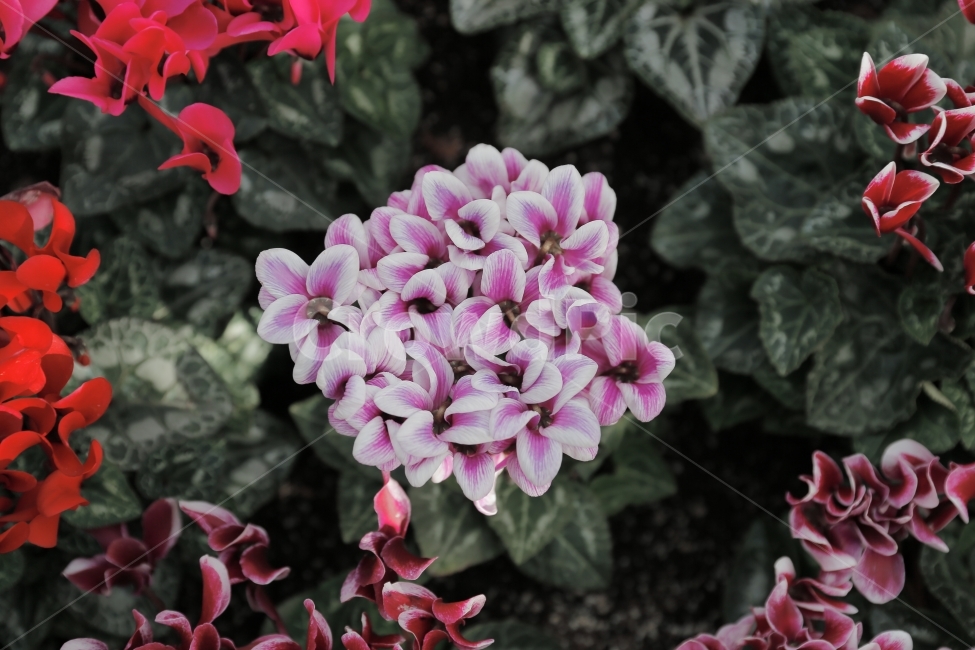 필름,필름사진,풍경,경치,꽃,landscape,flower,감성,감성사진,느낌,식물,자연,plants,nature,꽃,flower