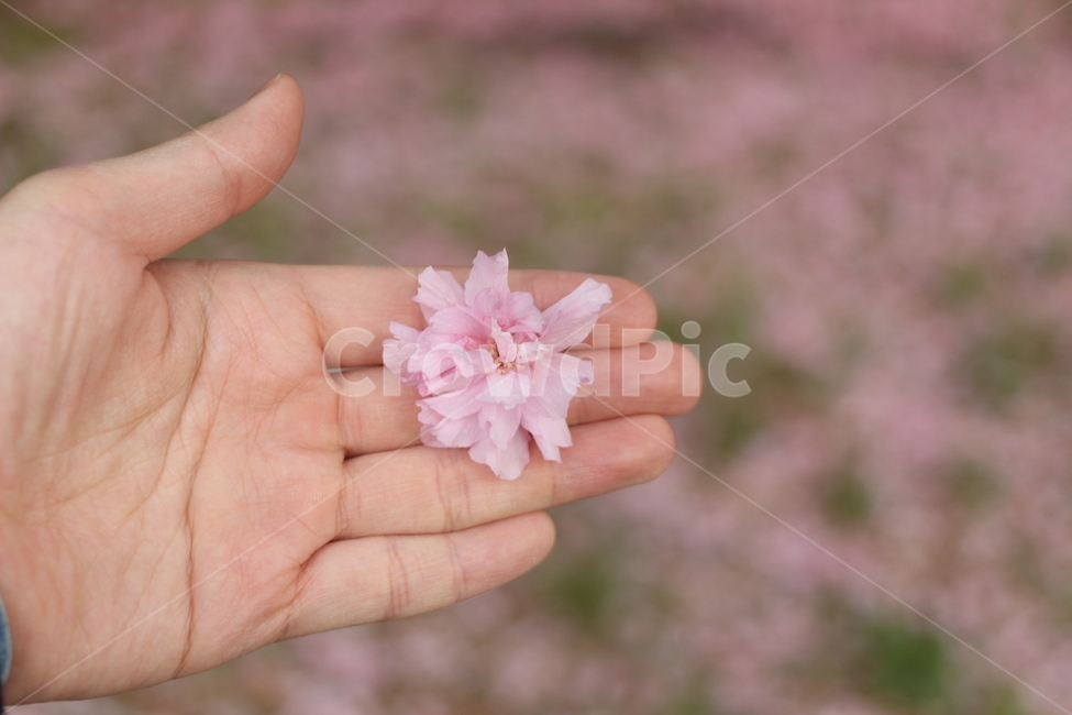 꽃,벚꽃,겹벚꽃,접사,도로,봄,계절,spring,season,꽃,flower