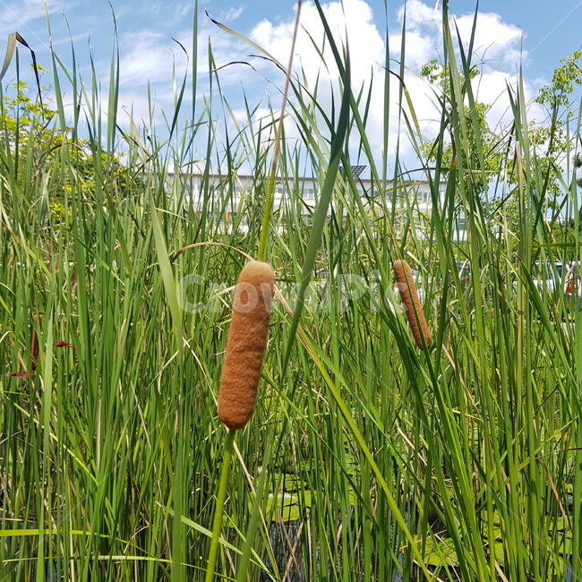 부들,연못,연못식물,하늘,갈대,식물,자연,plants,nature