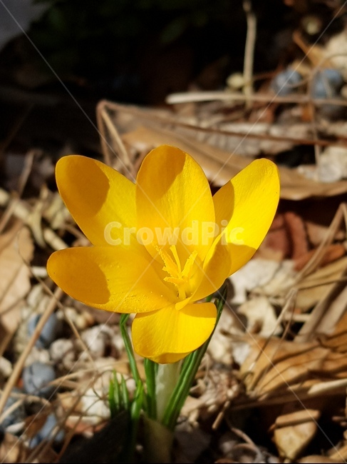 봄,크로커스,꽃,노랑,새봄,3월,희망,만남,봄,계절,spring,season,식물,자연,plants,nature,꽃,flower,plant,fungus,진균류