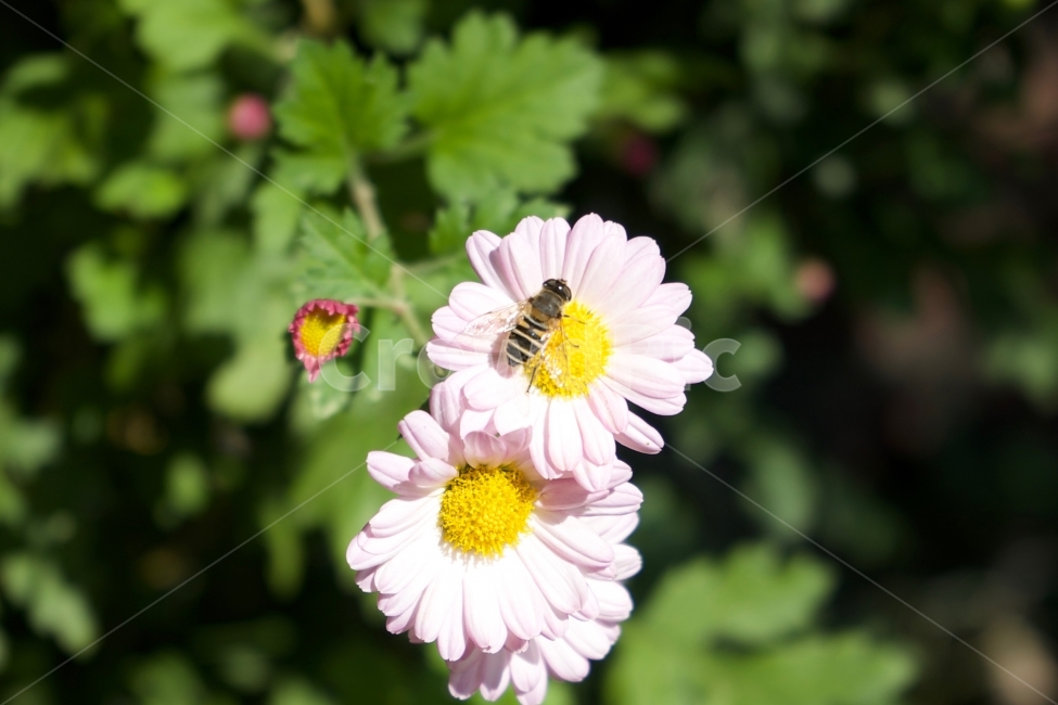 곤충,꽃,자연,접사,화창,식물,자연,plants,nature,꽃,flower,동물,animal,곤충,벌레,insect,bug