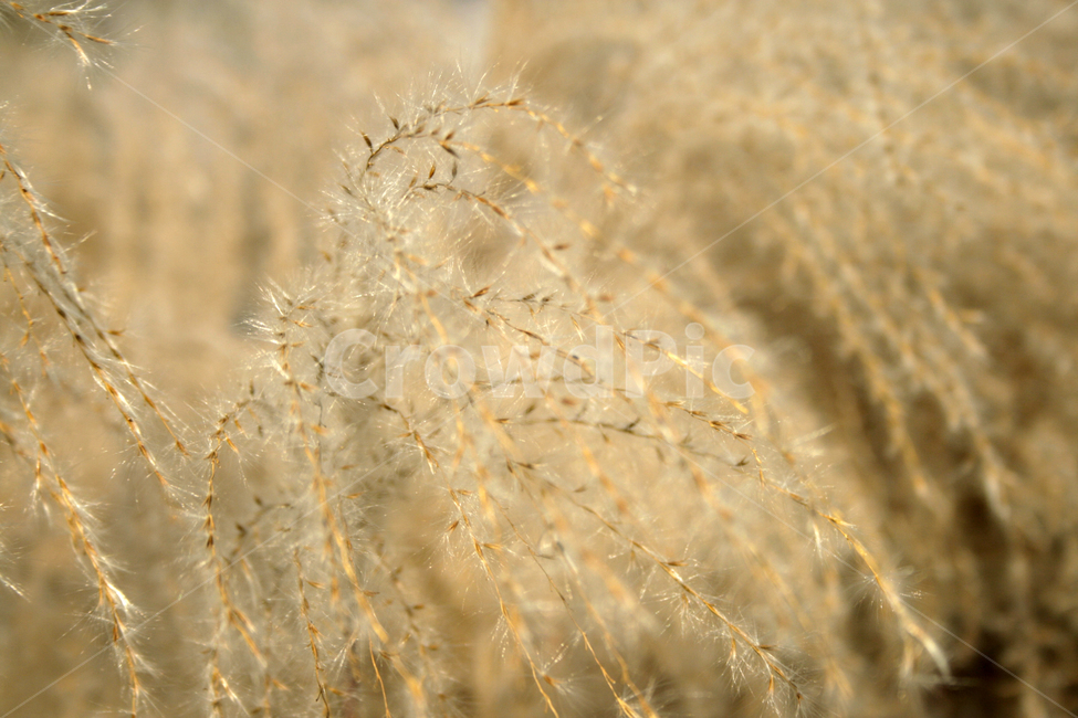 억새,억새꽃,가을,식물,풀,가을,계절,fall,autumn,season,식물,자연,plants,nature,grass,잔디,plant,lawn,reed,갈대