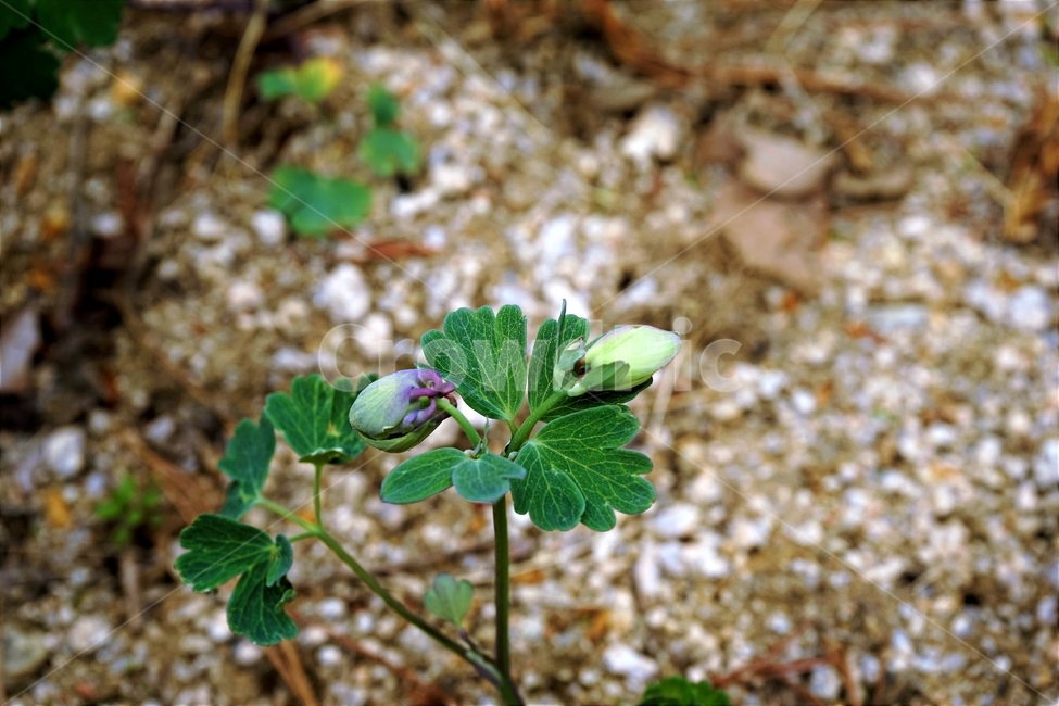 매발톱꽃,꽃,columbine,buds,leaves,beforeflowering,미나리아제비과,식물,자연,plants,nature,꽃,flower