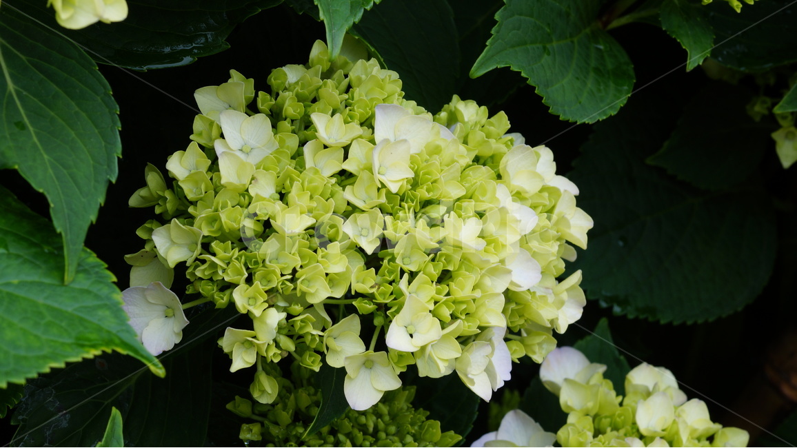 수국,꽃,꽃사진,식물,자연,식물,자연,plants,nature,꽃,flower