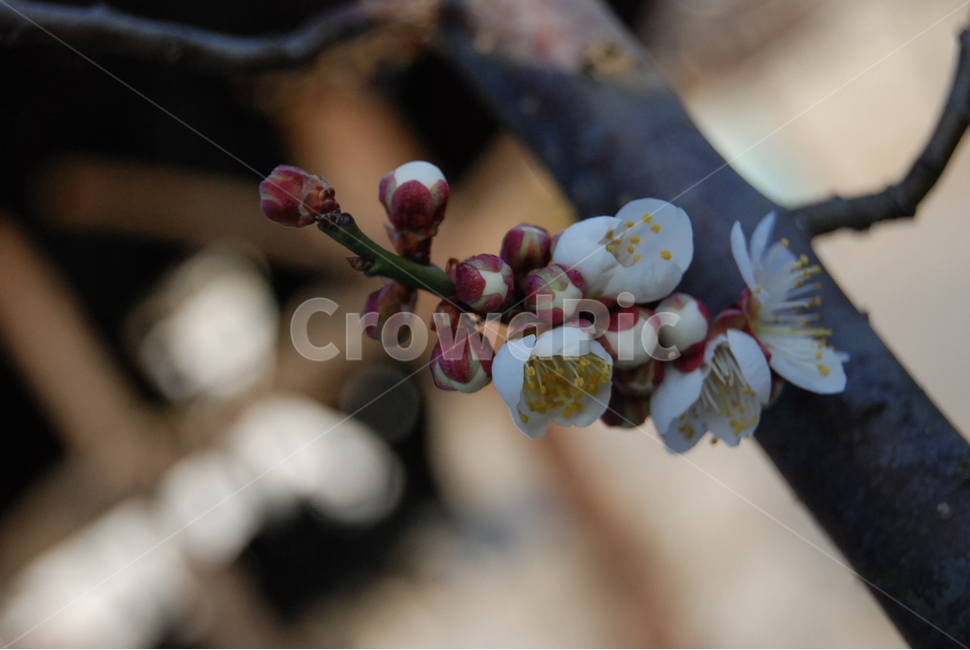 꽃,매화,꽃송이,꽃망울,flower,매화꽃,흰꽃,식물,자연,plants,nature,꽃,flower