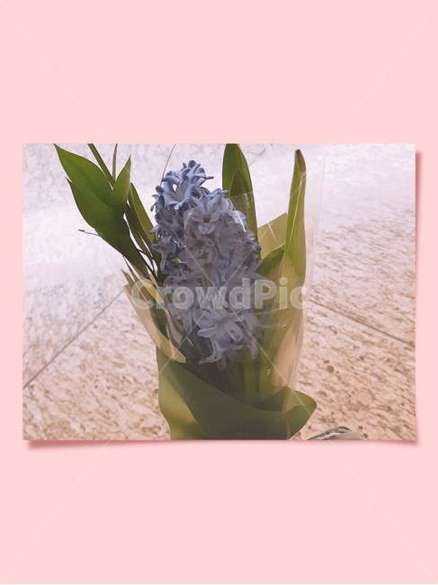 히아신스,봄,꽃,선물,보라색,hyacinth,flower,present,spring,purple,violet