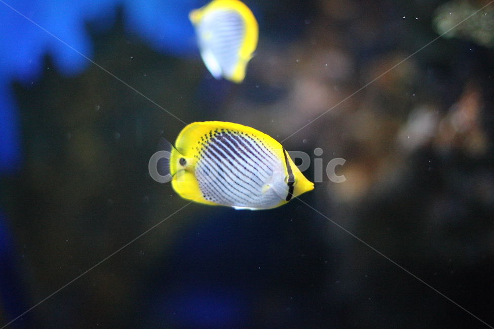 물고기,수족관,수중생물,아쿠아리움,aquarium,fish,동물,animal,어류,물고기,fish