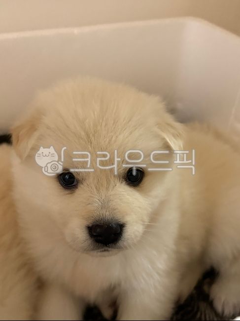 puppy,puppy,baby puppy,newborn puppy,country puppy,countryside,puppy,baby,dog,mutt,family,pet