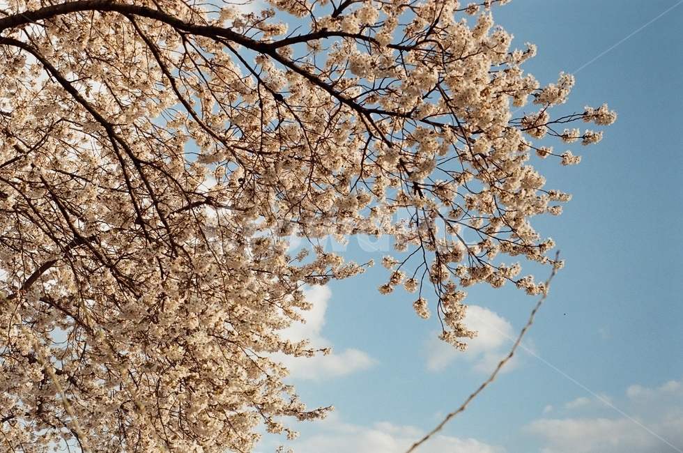 봄,벚꽃,cherryblossom,꽃,식물,나무,벚꽃나무,꽃나무,자연,flower,plant,nature,tree,하늘,구름,sky,cloud