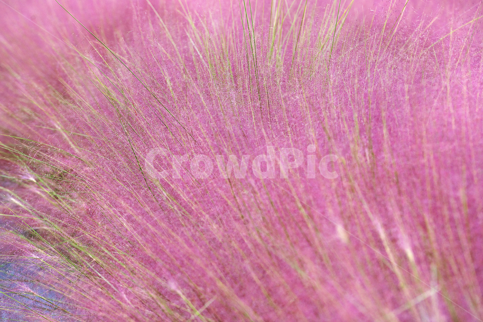 핑크뮬리,식물,plant,감성,핑크,자연,풍경,nature,landscape,식물,plants