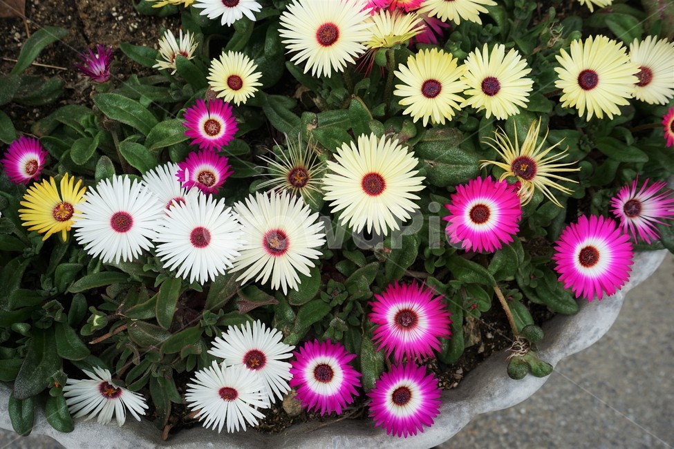 리빙스톤데이지,꽃,화단,정원,원예,화려,아열대식물,livingstonedaisy,beautiful,plant,flower,식물,자연,plants,nature,꽃,flower