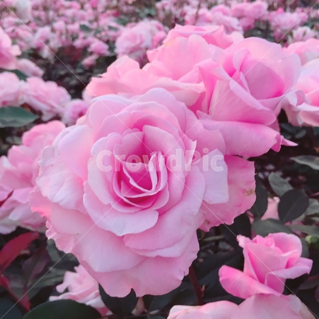 장미,꽃,분홍,화단,정원,rose,pink