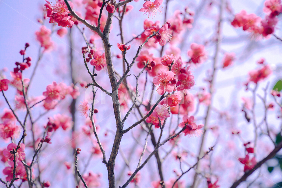 홍매화,매화,꽃,봄,봄꽃,나들이,붉은매화,빨간매화,순천,금둔사,봄,계절,spring,season,식물,자연,plants,nature,꽃,flower,감성,sensible,feeling,색깔,색상,색채,색감,color sense,color sensitivity,feeling of color,plant