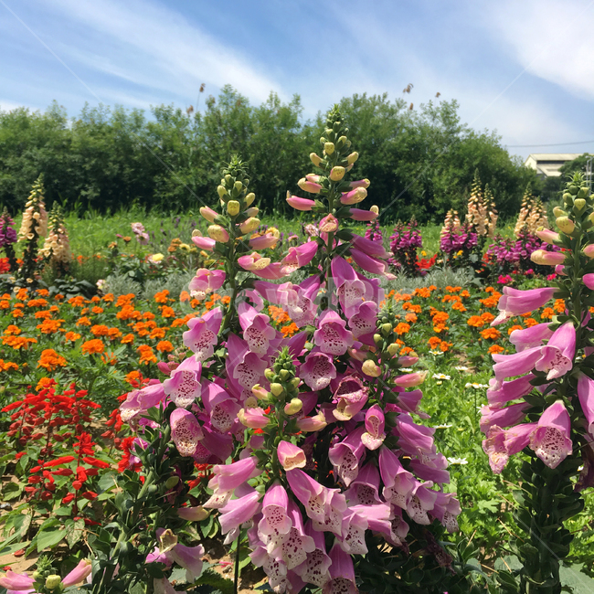 꽃,자연,칼라풀,조화,flower,nature,color,colorful,식물,자연,plants,nature,꽃,flower