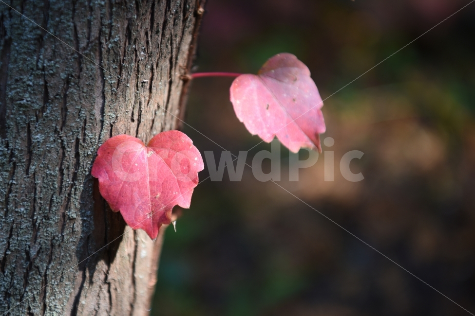 단풍,빨강,하트,나무,나뭇잎,Red,heart,love,사랑,가을,autumn,가을,계절,fall,autumn,season,식물,자연,plants,nature,leaf,잎,plant,tree