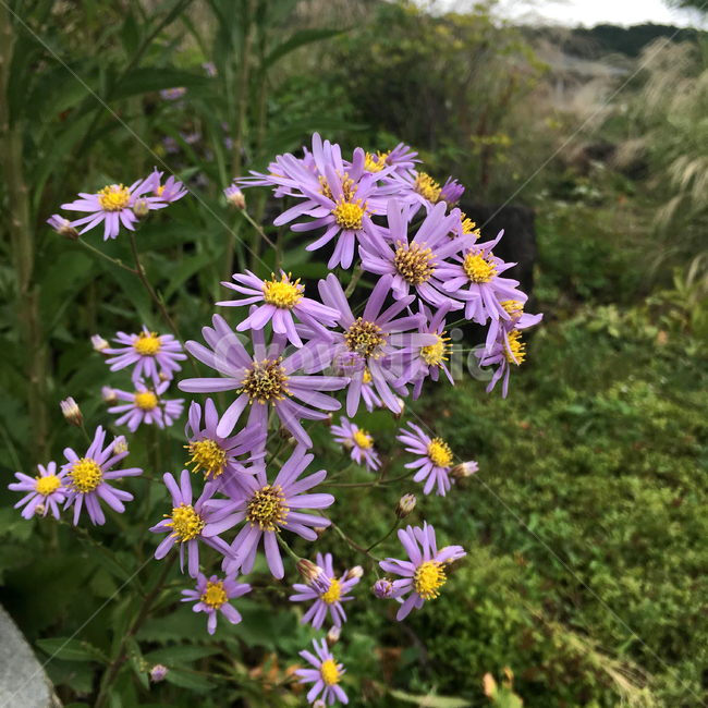 꽃,식물,자연,들꽃,nature,flower,초록,보라,연보라,식물,자연,plants,nature,꽃,flower