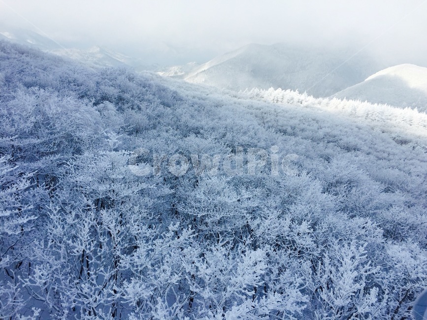 나무,자연,식물,ice,눈,스키장,겨울,계절,winter,season,자연,풍경,nature,landscape