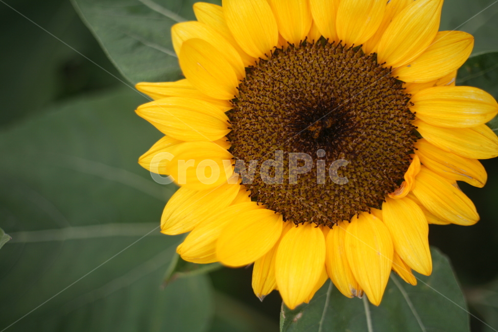 해바라기,꽃,접사,꽃밭,식물,plant,blossom,flower,식물,자연,plants,nature,꽃,flower