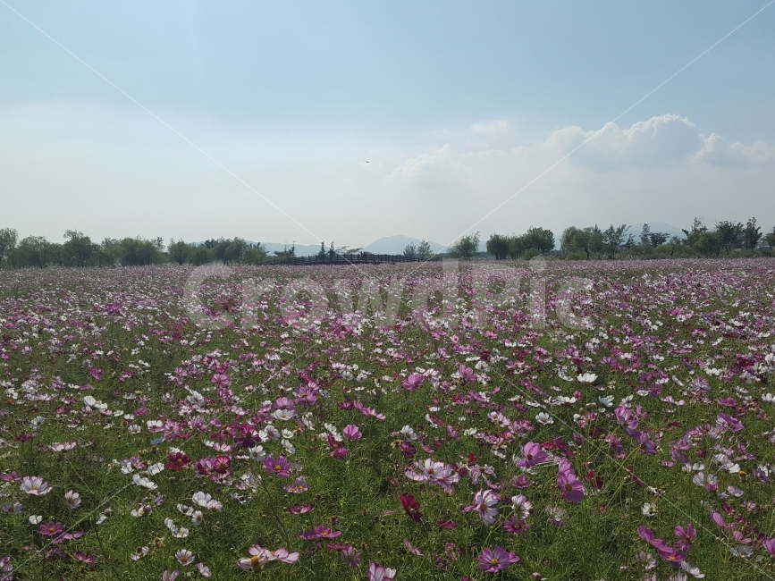 가을,코스모스,꽃,하늘,구름,자연,풍경,nature,landscape,가을,계절,fall,autumn,season,outdoors,옥외,field,들,grassland,목초지,rural,농촌,farm,농장,meadow