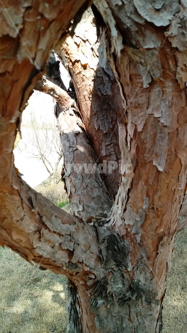 자연,식물,나무,tree,옥외,outdoors,nature,소나무