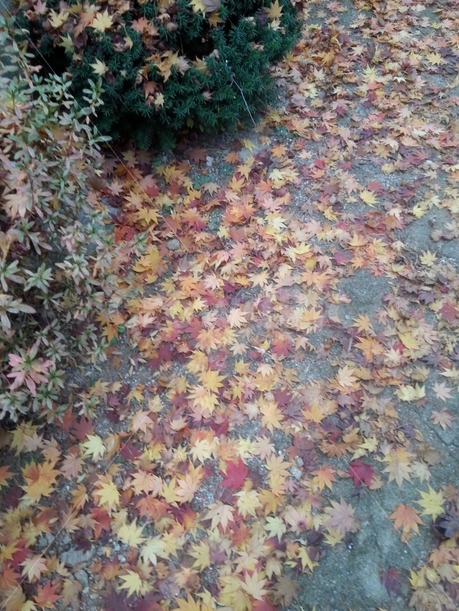 단풍,단풍길,단풍잎,울긋불긋,나뭇잎,가을,계절,fall,autumn,season,plant,식물,leaf,잎,ground,바닥