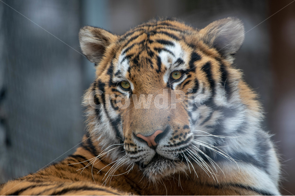 tiger,호랑이,wildlife,야생생물,mammal,포유류,animal,동물,zoo,동물원,동물,animal,포유류,mammal