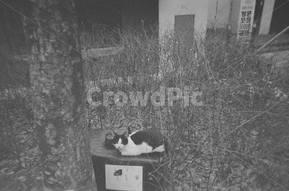 길고양이,흑백사진,고양이,필름사진,분위기,빈티지,흑백,모노톤,monochrome,black and white