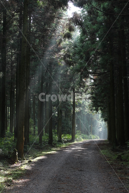 tree,나무,햇살,흙길,숲길,제주도,자연,풍경,nature,landscape,plant,식물,vegetation,초목,path,통로
