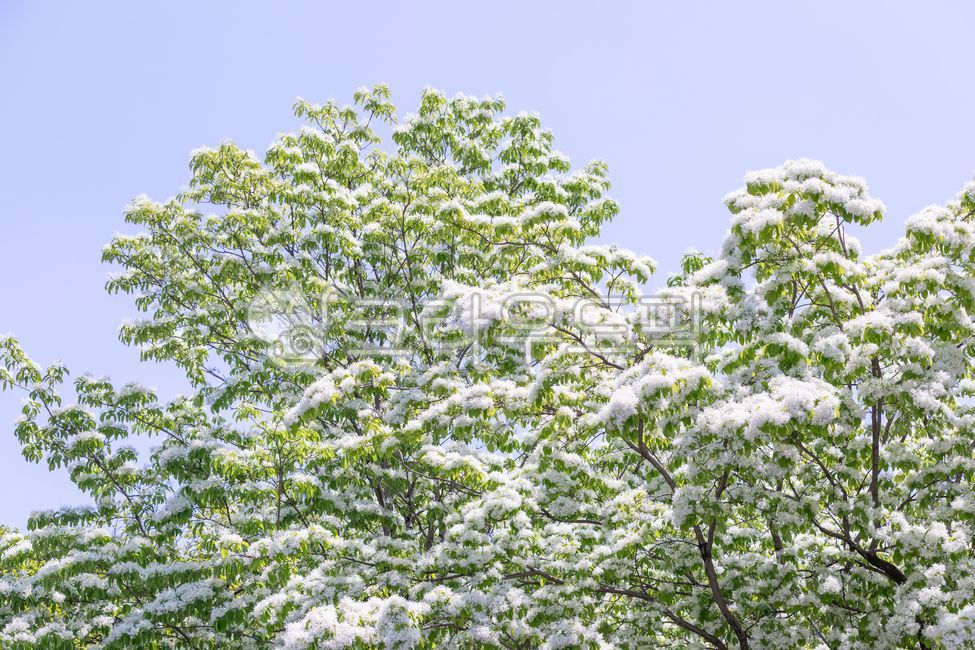 봄,이팝나무,이팝나무꽃,흰색,파란색,하늘,꽃,꽃잎,초록색,잎,이팝나무속,물푸레나무과,넓은잎큰키나무,식물,자연,야외,따뜻한,햇살