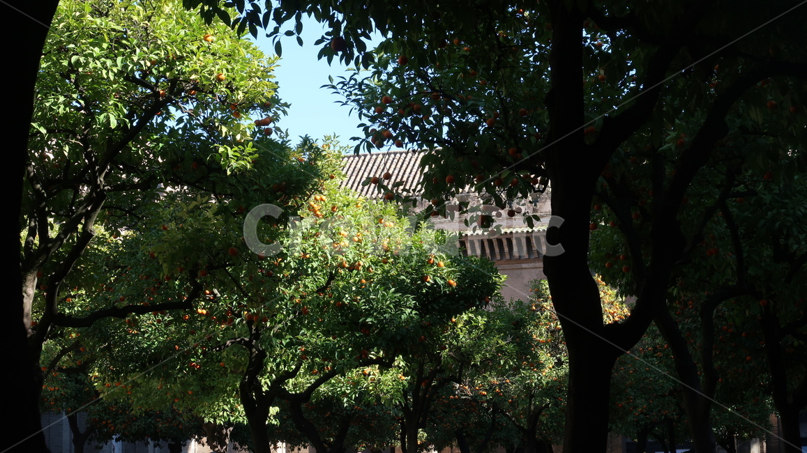 오렌지나무,나무,자연,풍경,배경,하늘,자연,풍경,nature,landscape,arbour,정자,garden,정원,outdoors,옥외