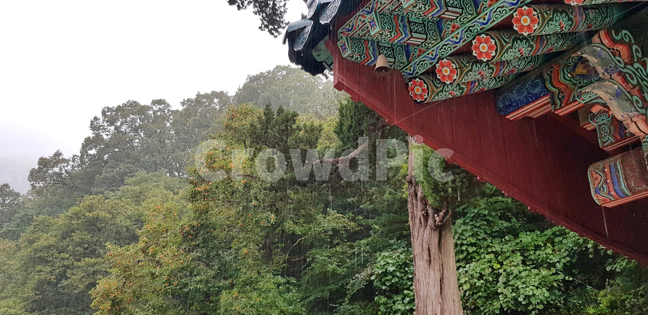나무,비,절,기와,한옥,전통,한국,한국전통,한국문화,korean traditional,korean culture