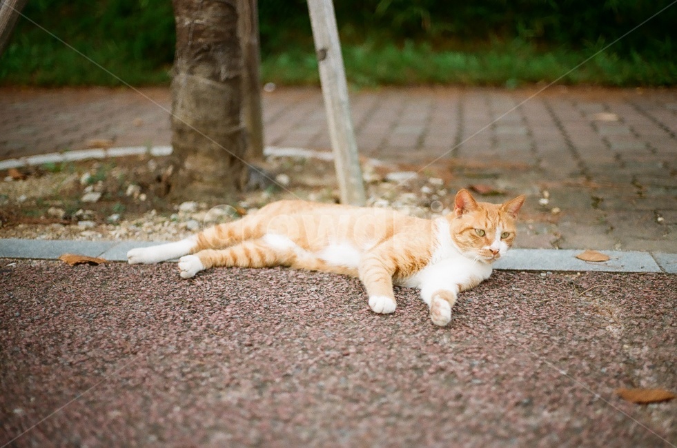 고양이,길고양이,길냥이,길,야옹이,동물,animal,포유류,mammal,고양이,cat,kitten,kitty