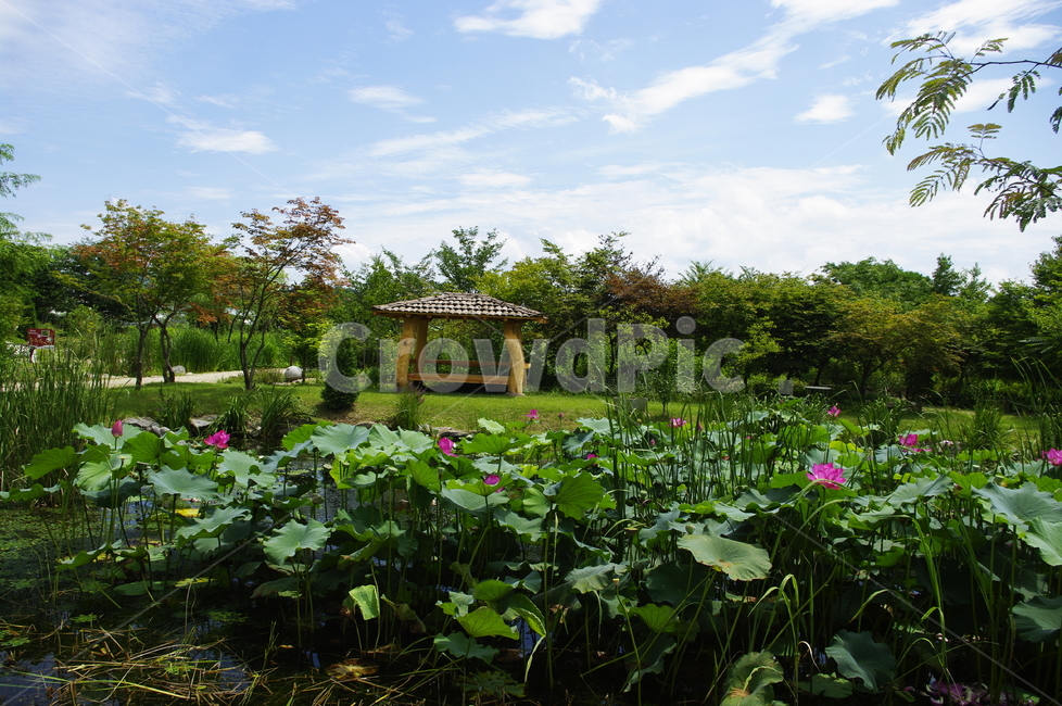 연꽃,수련,연못,꽃,flower,식물,plant,자연,nature,풍경
