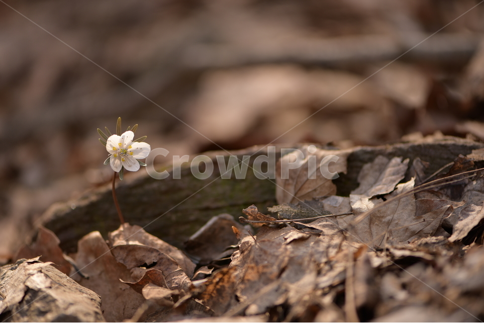 수리산,꽃,변산바람꽃,식물,flower