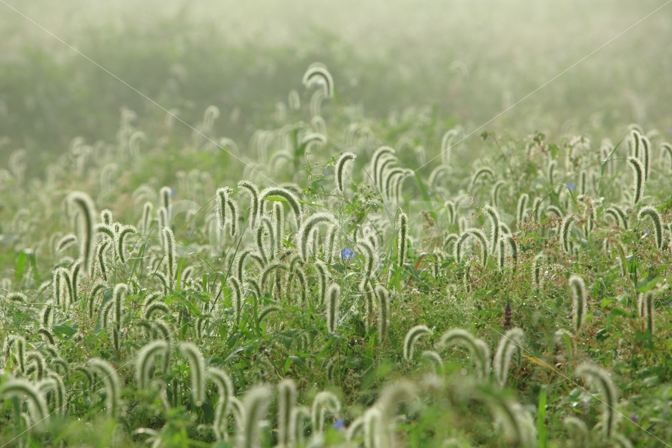 아침,이슬,강아지풀,풍경,강가,식물,자연,plants,nature,감성,sensible,feeling