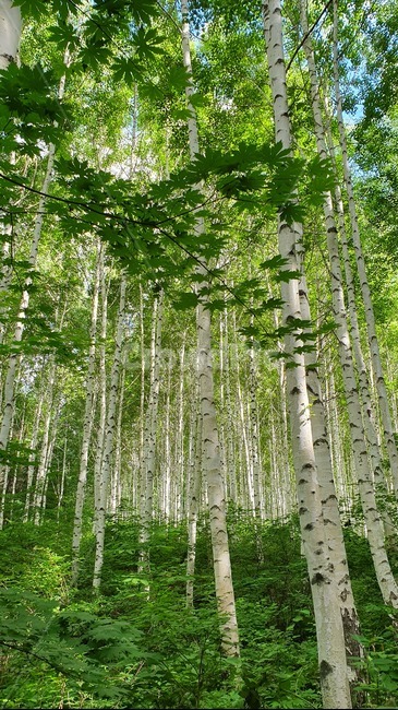 자작나무,계절,여름,birch,forest