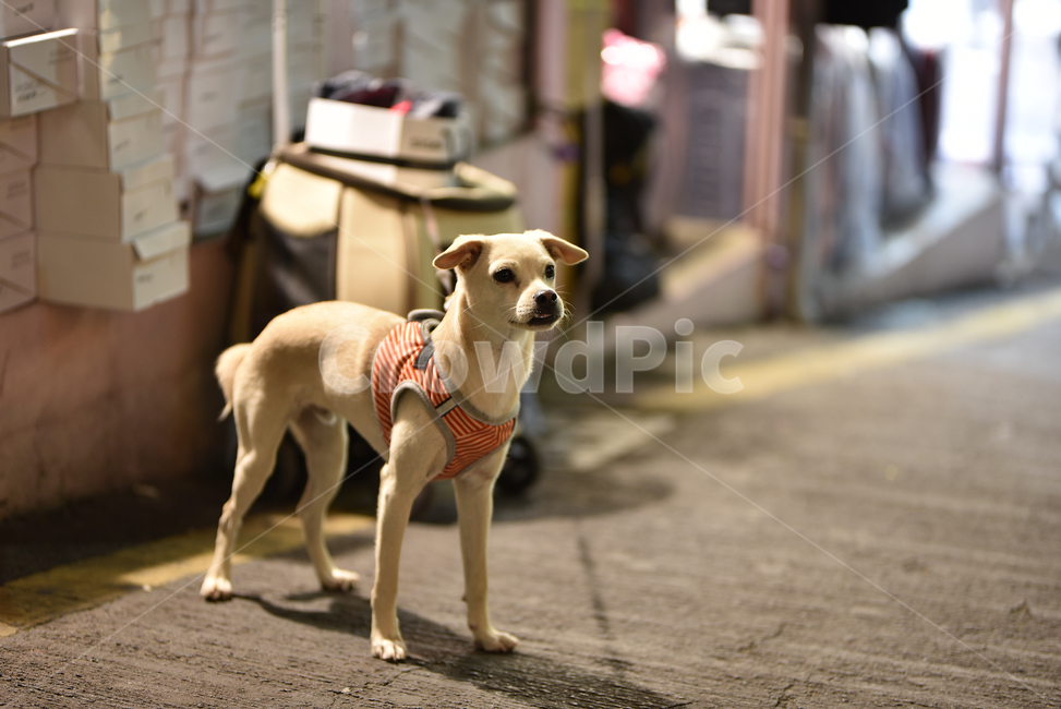 밤거리,강아지,백구,개,dog,동물,animal,포유류,mammal,개,강아지,dog,doggy