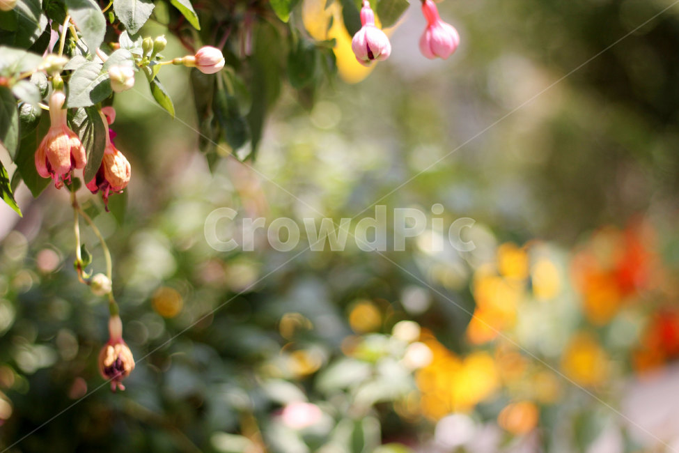 후크시아,꽃,꽃봉오리,자연,식물,잎,nature,flower,plants,빛,나무,가지,야생화,색채,색감,색상,따스한,감성사진,꽃밭,화분